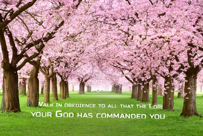 Paradiesische Parkallee mit dicht blühenden Kirschbäumen auf grünem Rasen